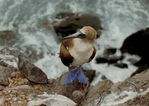 Blue footed Boobie bird